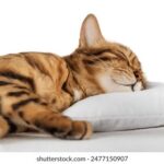 2025337期开奖号码正式公布,快来看看你中奖了吗? 1551veq8