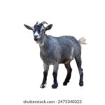 2025278期开奖结果最新公布与详细分析 p97z3jor4