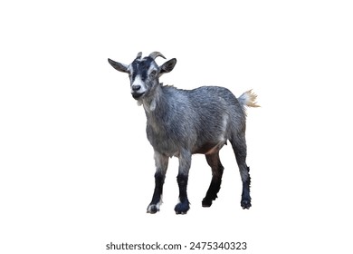 2025278期开奖结果最新公布与详细分析