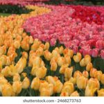 481今天开奖结果揭晓,幸运号码即将公布 rtc5egmxxu